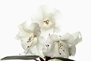 Cool: Rhododendron, Rhododendron cultivar, White subject