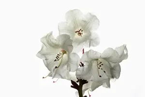 Cool: Rhododendron, Rhododendron cultivar, White subject