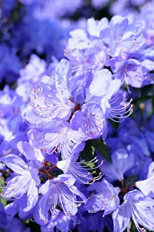 Mauve: Rhododendron, Rhododendron Hydon Rodney, Mauve