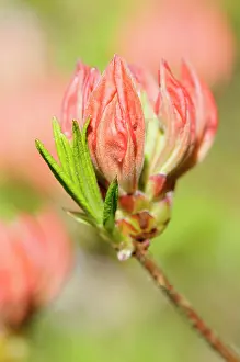 Azalea: Rhododendron, Rhododendron Koningin Emma, Close up of red