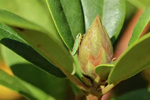 Rhine: Rhododendron (Rhododendron) leafhopper (Graphoce