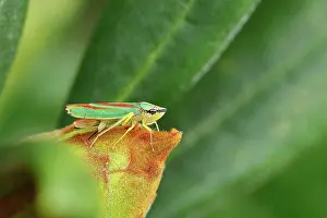 Wilden: Rhododendron (Rhododendron) leafhopper (Graphocephala