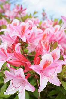 Rhododendron: Rhododendron, Rhododendron Pink Pearl, Rhododendron