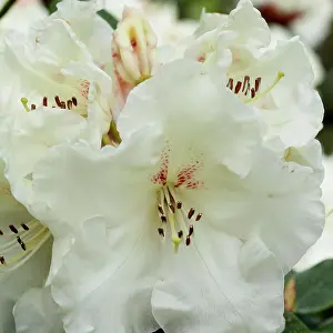 Rothenburg: Rhododendron Rothenburg, Close view of a cluster