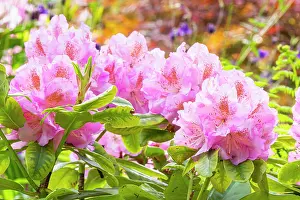 Preference: Rhododendron Scintillation, flowers