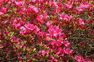 Rouge: Rhododendron subgenus Azaleastrum