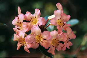 Kallen Marc Ferrero: Rhododendron vireya - In flower