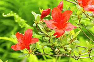 Preference: Rhododendron Vuyk's Rosy Red, Azalea japonica