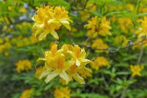 Edinburgh: Rhododendron - yellow rhododendron bush in full