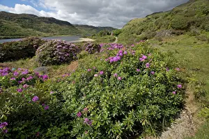 Ponticum: Rhododendrons