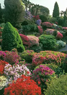 Rhododendrons: Rhododendrons in bloom at Leonardslee lakes &