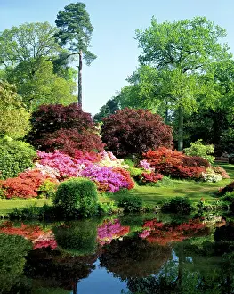 Rhododendrons: Rhododendrons Flowers - Reflections of the Rhododendrons in