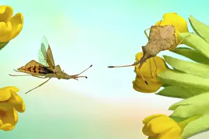 Primrose: Rhomb bug (Syromastus rhombeus) on the flower of
