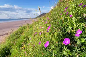 Rhossili: Rhossili Beach - with Cranesbill in foreground