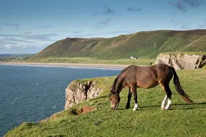 Rhossili: Rhossili - with Horse grazing near cliff edge