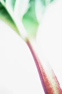 Rhubarb: Rhubarb