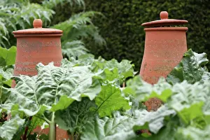 Compost: Rhubarb