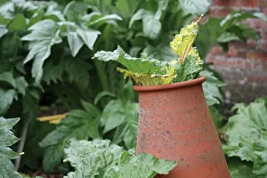 Compost: Rhubarb