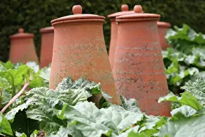 Compost: Rhubarb