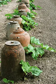 Ageing: Rhubarb