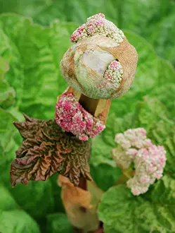 Advancement: Rhubarb
