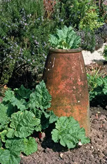 Rhubarb: Rhubarb - grown in pots, forced