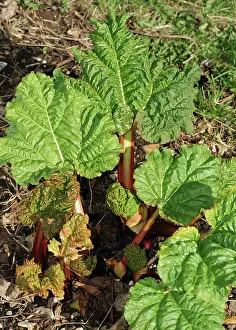 Rhubarb: Rhubarb plant in early spring