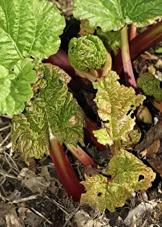 Shoot: Rhubarb Plant in Early Spring