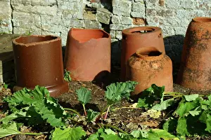 Rhubarb: Rhubarb, Rheum rhabarbarum, Several terracotta forcing
