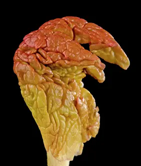 Rhubarb: Rhubarb - unfolding leaf