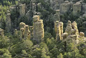 Chiricahua: Rhyolite Columns, Chiricahua, Arizona
