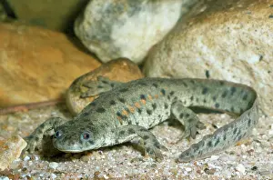 Newts: RIBBED NEWT