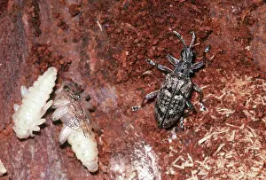 Pupae: Ribbed Pine Borer Adult and Pupae