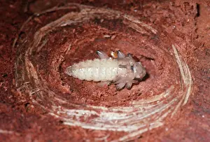 Pupae: Ribbed Pine Borer Pupa