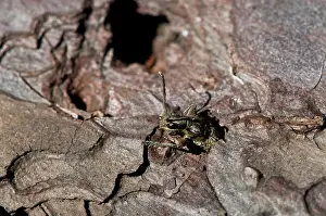 Saproxylophage: Ribbed Pine Borer (Rhagium inquisitor). Newly hatched