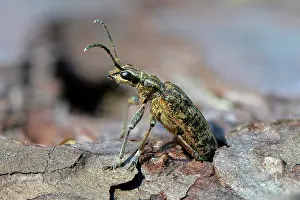 Hatched: Ribbed Pine Borer (Rhagium inquisitor). Newly hatched