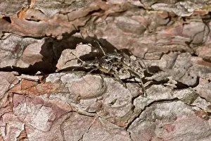 Saproxylophage: Ribbed Pine Borer (Rhagium inquisitor) mating. Denmark