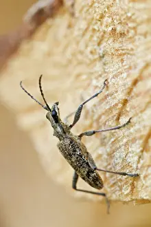 Borer: Ribbed Pine Borer (Rhagium inquisitor) resting on dead wood