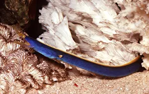 Eels: RIBBON EEL