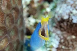 Flores: Ribbon Eel - male