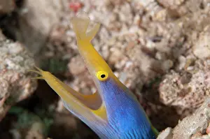 Ribbon: Ribbon Eel - male