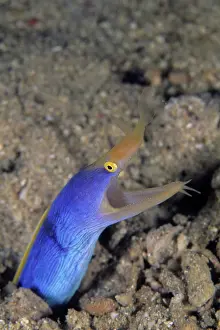 Morays: Ribbon eel, Rhinomuraena quaesita, Walindi, West New Britain
