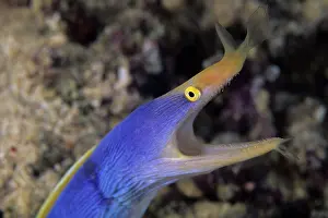 Eels: Ribbon eel, Rhinomuraena quaesita, Walindi, West New Britain