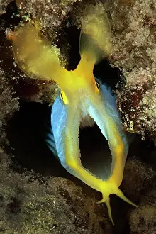 Ribbon: Ribbon eel (Rhinomuraena quaesita), Lake Andamen