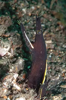 Eels: Ribbon Eels Pair of juveniles in hole