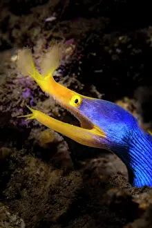 Ribbon: Ribbon moray (Rhinomuraena quaesita) in reef, Indonesia