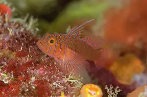 Ribbon: Ribbon Reefgoby Baleh Ridge dive site, Gili Mota