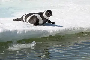 Ribbon: Ribbon Seal on the ice, Sea of Ohkotsk, Russia