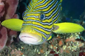 Sponge: Ribbon Sweetlips - next to Barrel Sponge (Xestospongia