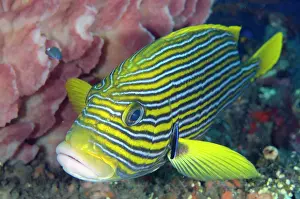 Sponge: Ribbon Sweetlips - being cleaned by Bluestreak Cleaner